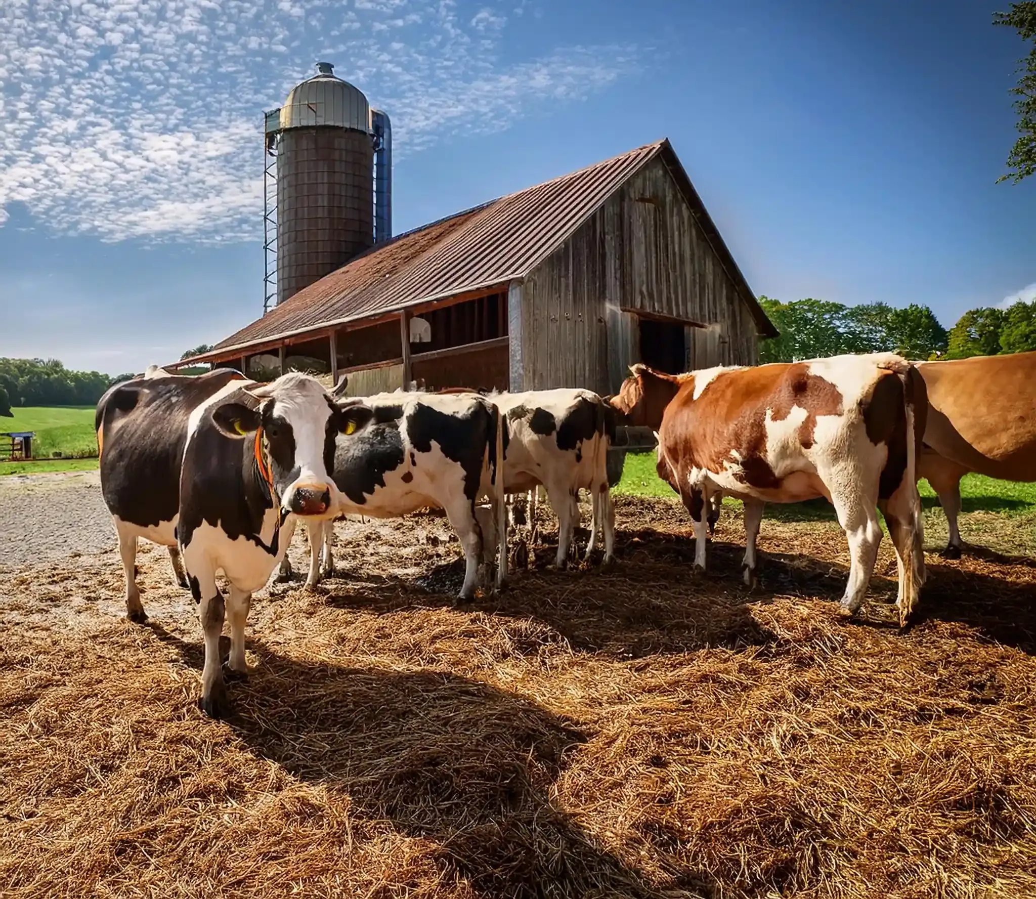A handful of cows grazing outside of a rustic barn.